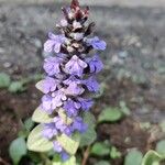 Ajuga reptansफूल