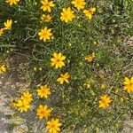 Coreopsis auriculata Flor