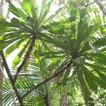 Acropogon merytifolius Habit