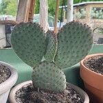 Opuntia macrocentra List