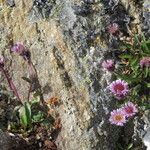 Erigeron neglectus Квітка