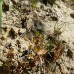 Lysimachia minima Habitus