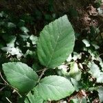 Rubus foliosus Blatt