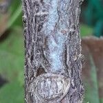 Cotoneaster horizontalis പുറംതൊലി