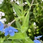 Cynoglossum amabile Folha