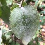 Stachys alpina Leaf