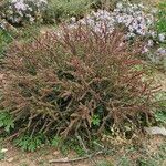 Bassia scopariaList