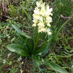 Dactylorhiza insularis Leaf