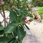 Dais cotinifolia Φρούτο