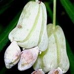 Podocarpus novae-caledoniae