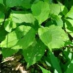 Solidago flexicaulis Blad