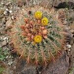 Ferocactus cylindraceus Flower