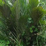Sclerosperma mannii Blatt