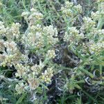 Pseudognaphalium undulatum Floro
