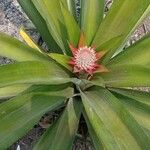 Ananas comosusFruit