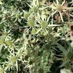 Eryngium campestreÇiçek