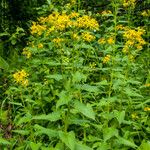 Senecio triangularis Habitat