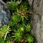 Alchemilla holosericea Лист