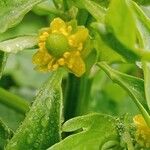 Ranunculus sceleratus Blomma