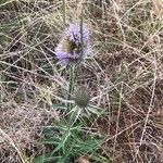 Dipsacus fullonumFlower