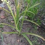 Toxicoscordion paniculatum Hoja