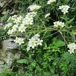 Saxifraga hostii Blomma