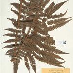 Cyathea cyatheoides Folla