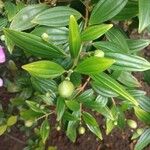 Tibouchina mutabilis برگ