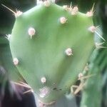Opuntia dillenii Kora