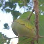 Thespesia populneaফল