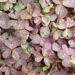 Oxalis purpurea Foglia