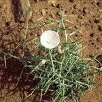 Convolvulus trabutianus Habit