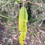 Salix nigra Leaf