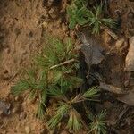 Polycnemum majus Libunga