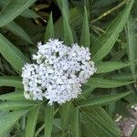 Sambucus ebulusFloare