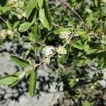 Amelanchier pallida Лист