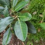 Rhododendron sinogrande Blad