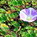 Calystegia soldanella Цвят