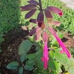 Salvia involucrata Flor