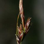 Carex mucronata Fruto