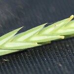 Crucianella angustifolia Kukka