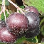 Aronia melanocarpa Plod