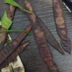 Albizia carbonariaFlor