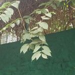 Congea tomentosa Hoja