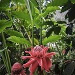 Etlingera elatior Flower