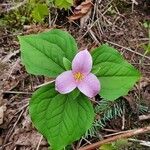 Trillium ovatum 葉