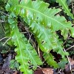 Asplenium scolopendrium Лист