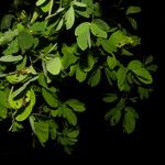 Calliandra tergemina Leaf