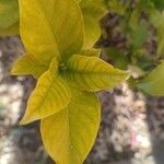 Gardenia jasminoides Blad