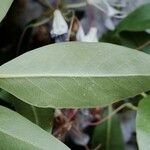 Rhododendron augustinii Hoja